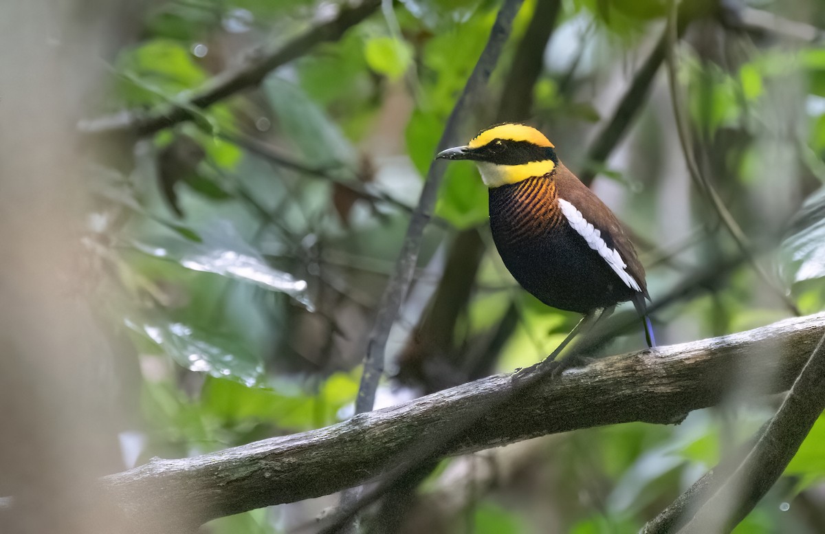 Malayan Banded-Pitta - ML646180746