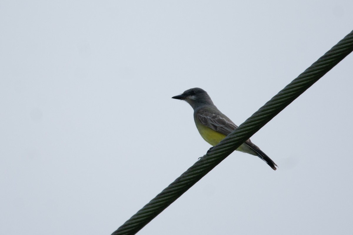 Cassin's Kingbird - ML646180747
