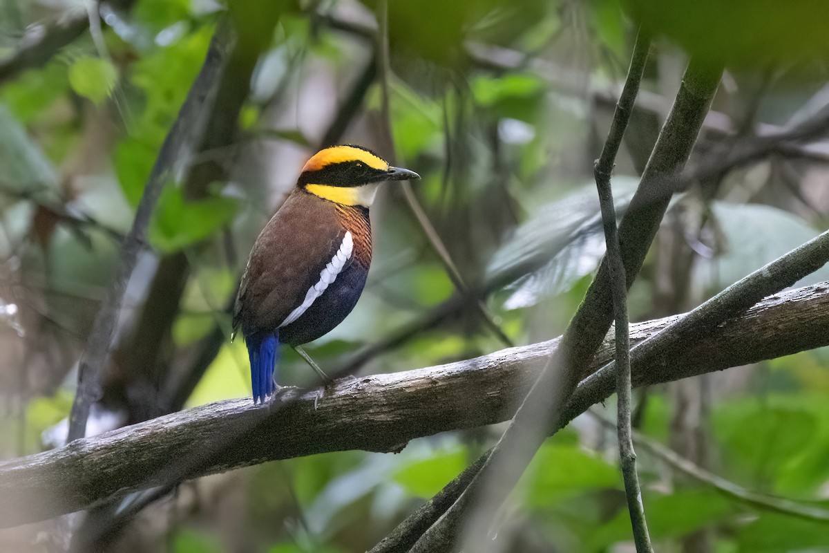 Malayan Banded-Pitta - ML646180750