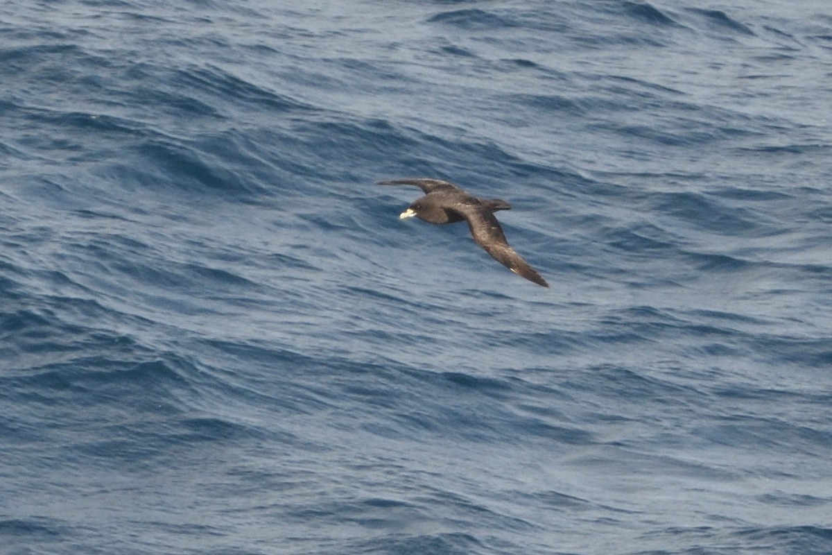 Beyaz Gıdılı Yelkovan - ML646180753