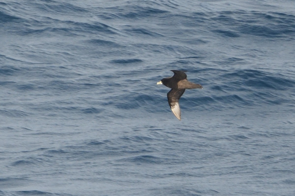 Beyaz Gıdılı Yelkovan - ML646180754