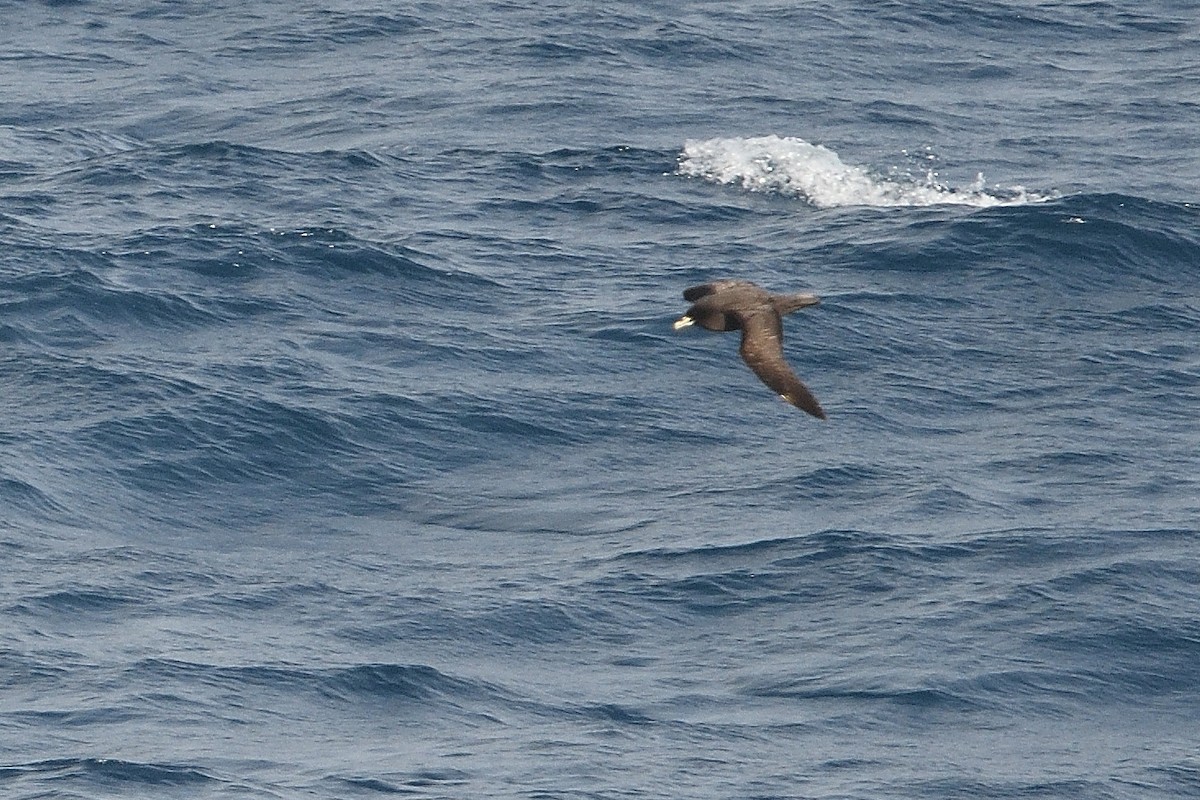 Beyaz Gıdılı Yelkovan - ML646180755