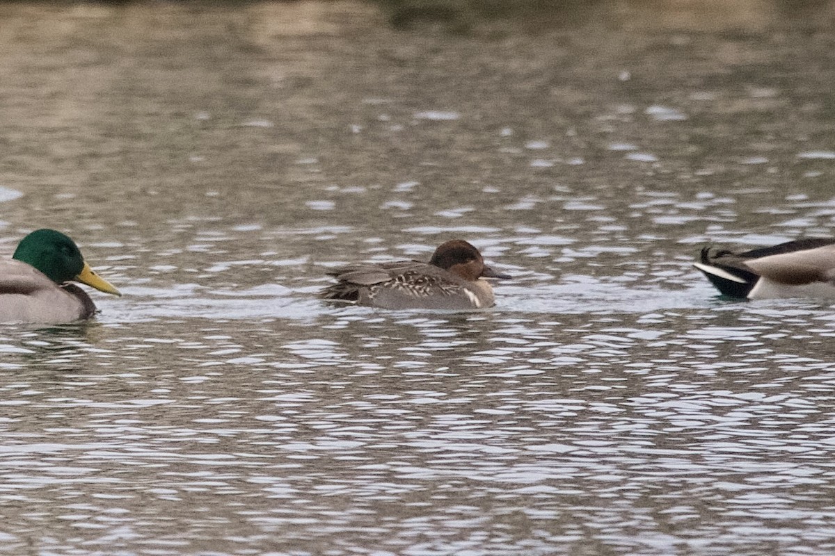 Green-winged Teal - ML646180760