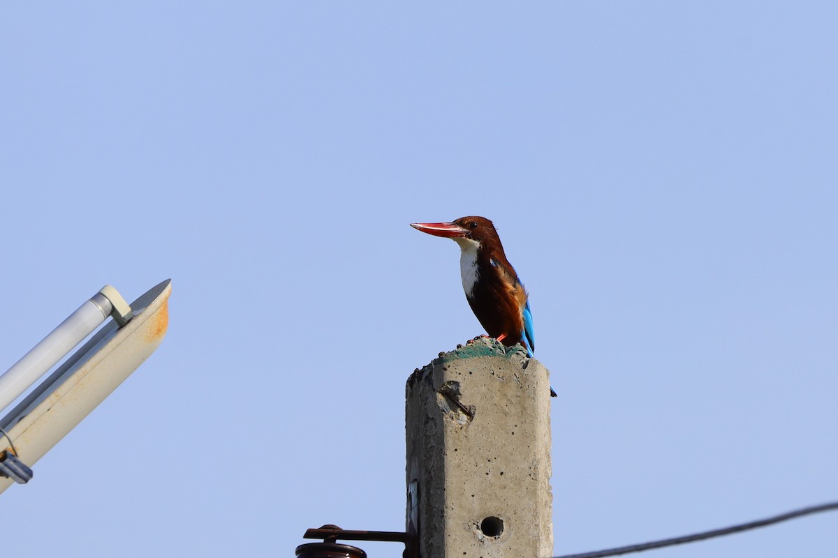 White-throated Kingfisher - ML646180766