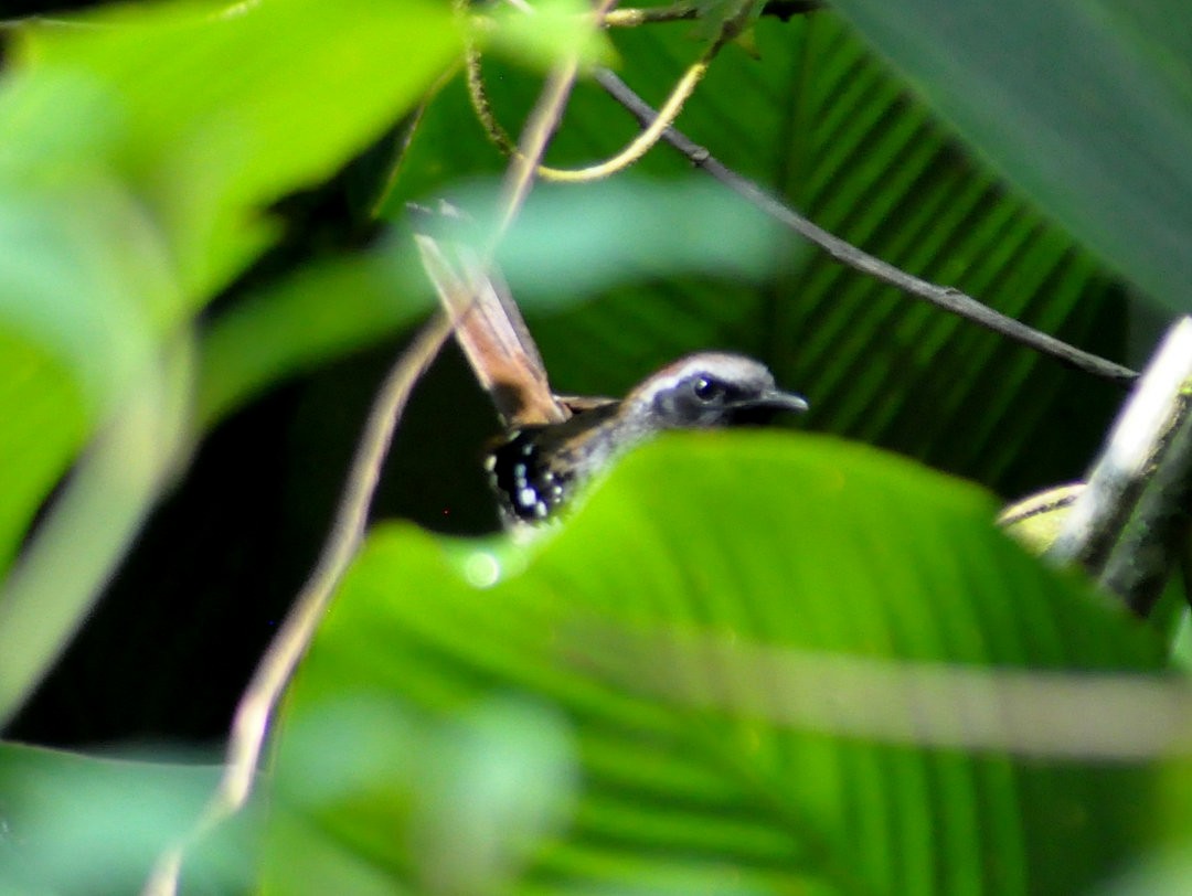 Покривник бразильський - ML646180767