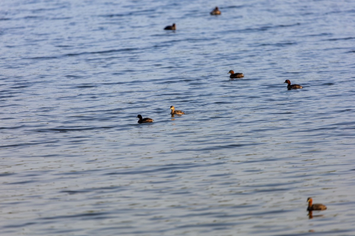 Little Grebe - ML646180768