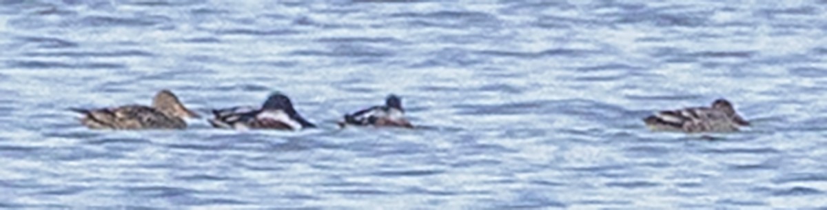 Northern Shoveler - ML646180770