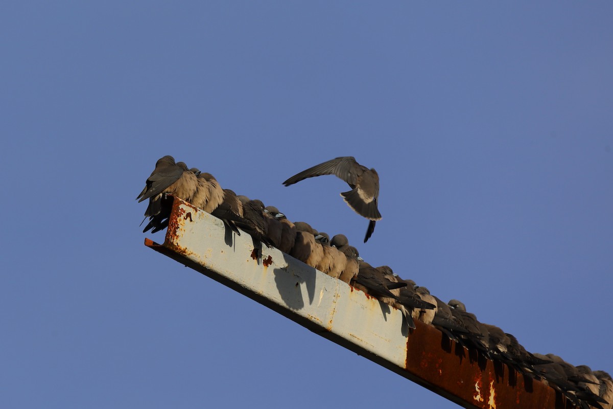 Ashy Woodswallow - ML646180772