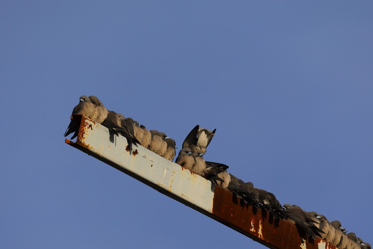 Ashy Woodswallow - ML646180773