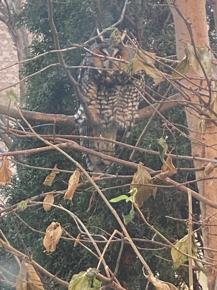 Long-eared Owl - ML646180774