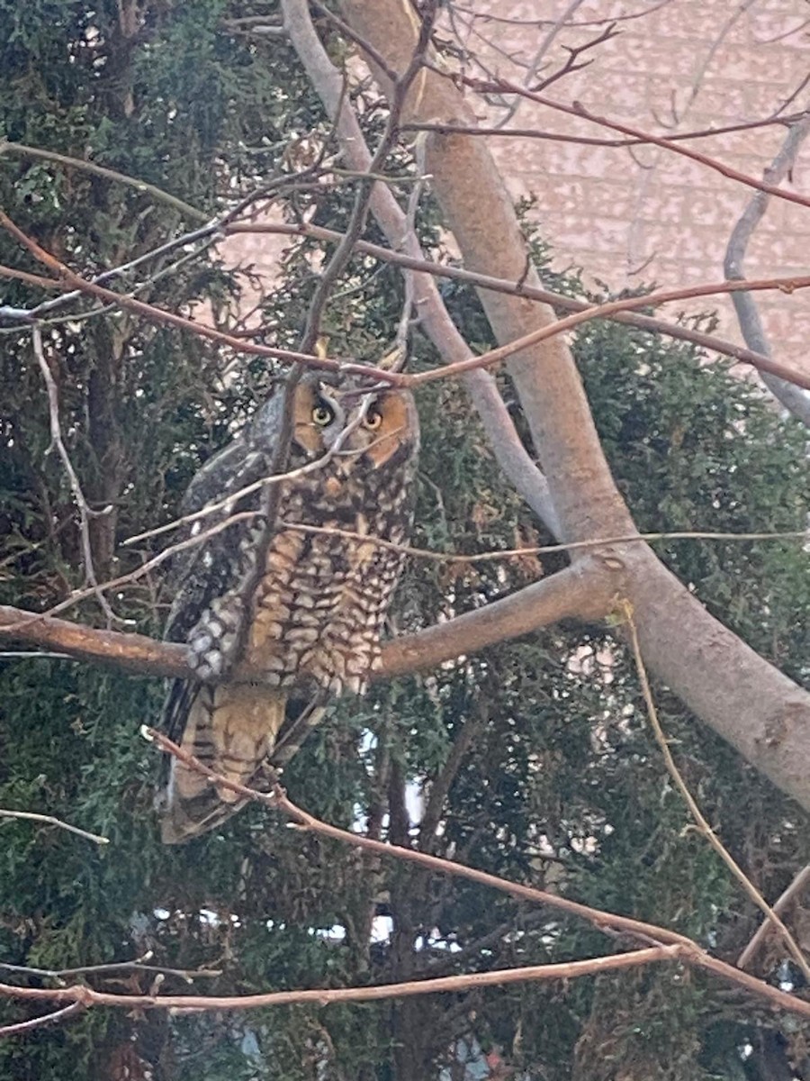 Long-eared Owl - ML646180775