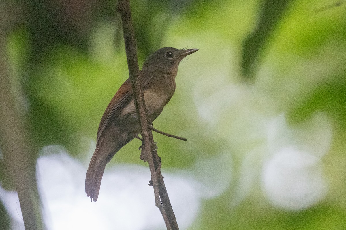 Rufous-winged Philentoma - ML646180782