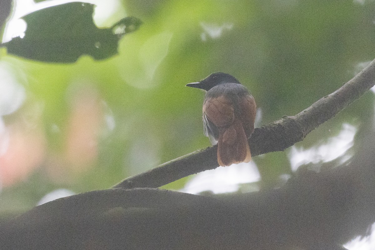 Rufous-winged Philentoma - ML646180785