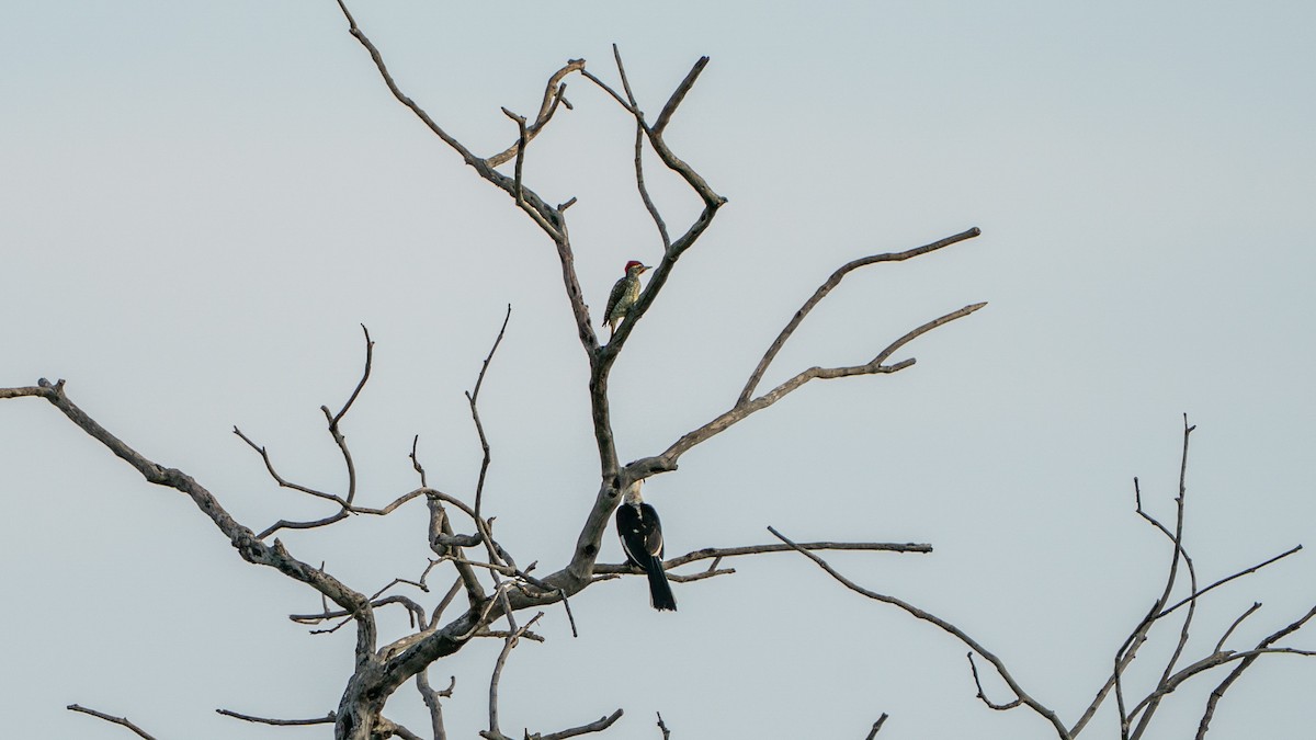Nubian Woodpecker - ML646180801
