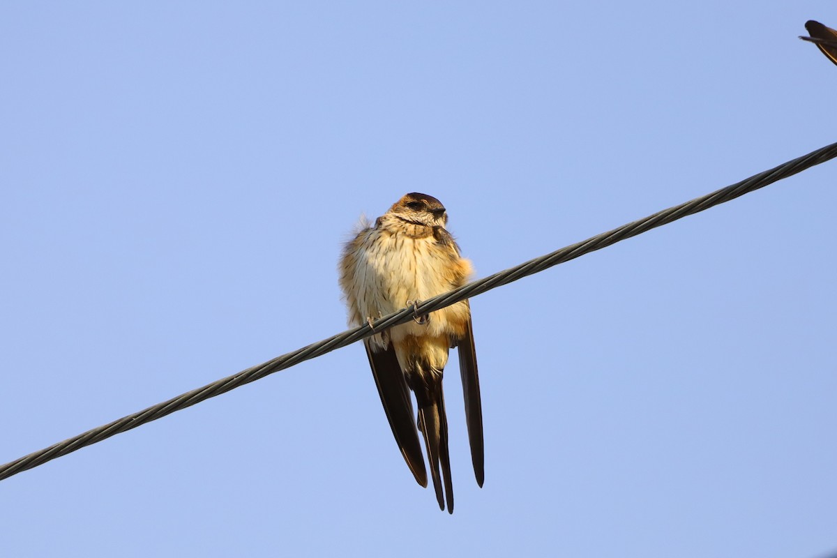 Eastern Red-rumped Swallow (Daurian) - ML646180802