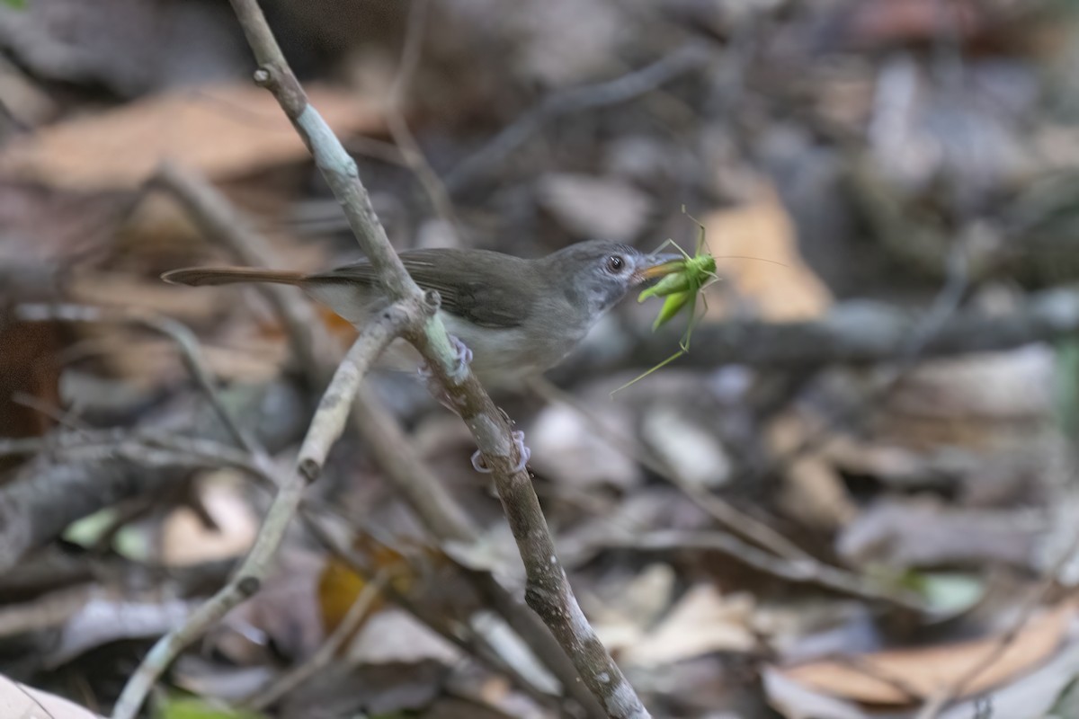 Moustached Babbler - ML646180804