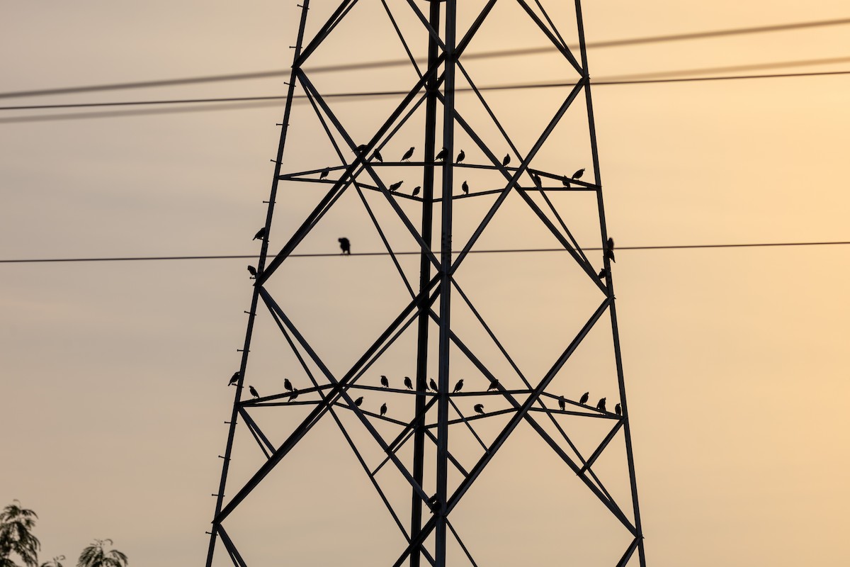 Great Myna - ML646180809