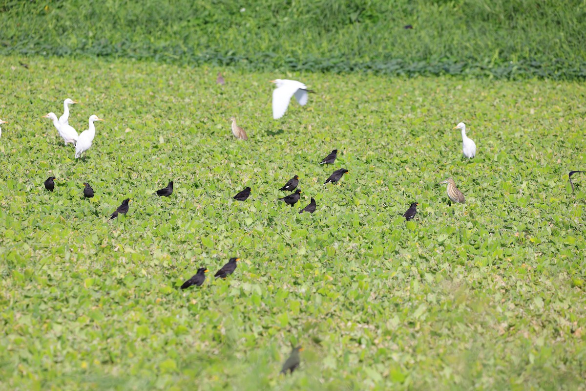 Great Myna - ML646180810