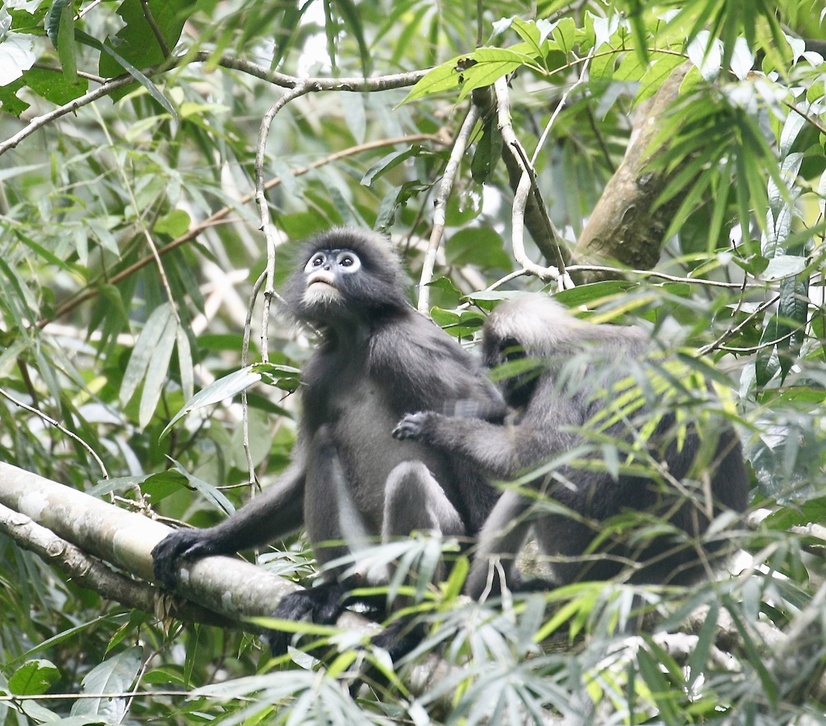 鬱烏葉猴 - ML646180831