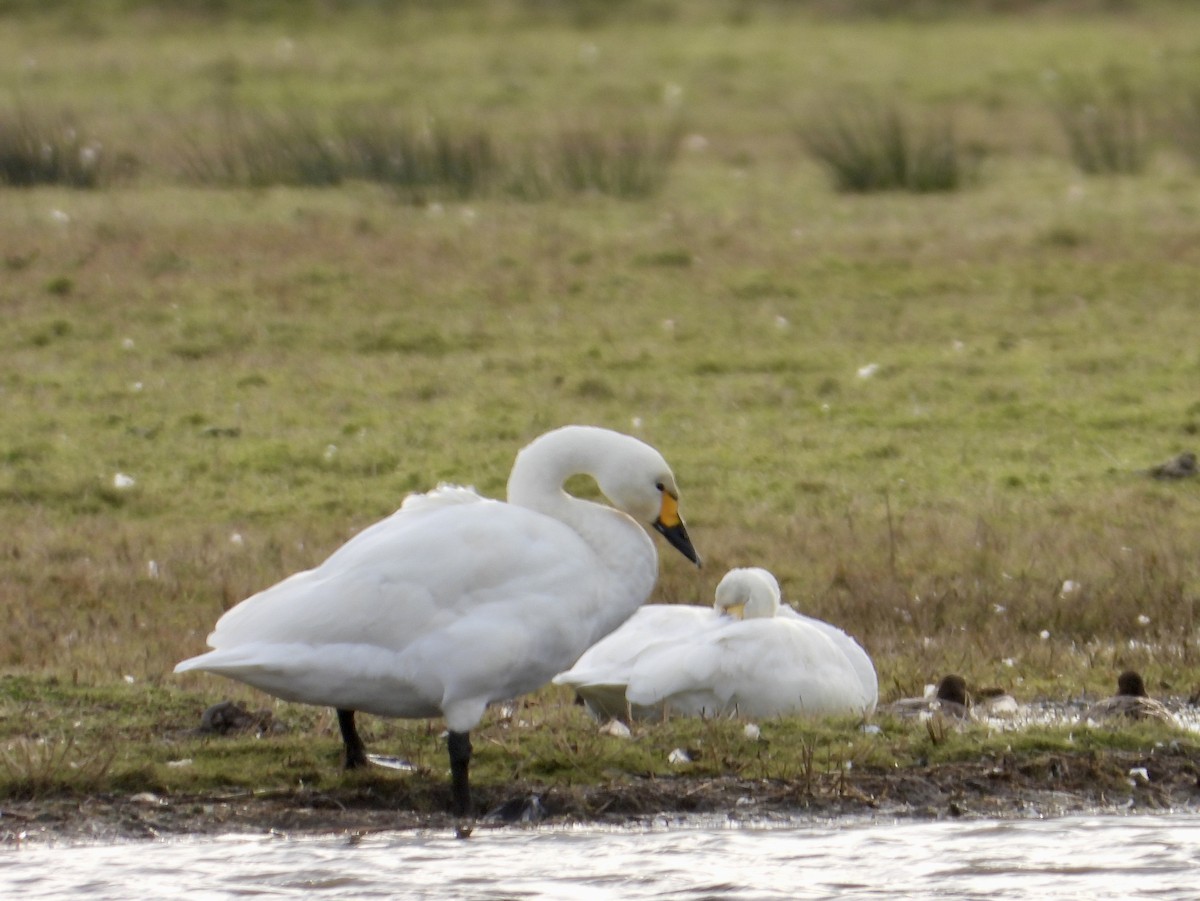 Tundra Swan - ML646180832