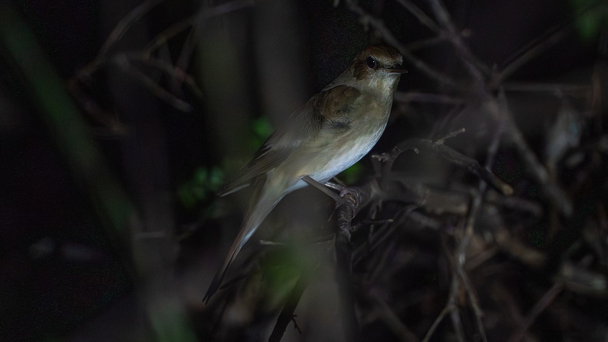 Ipar-urretxindorra - ML646180834