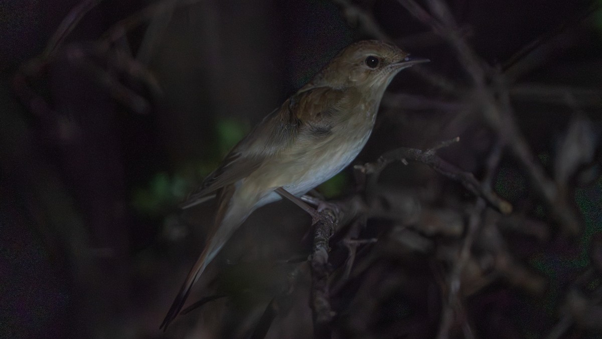 Ipar-urretxindorra - ML646180835