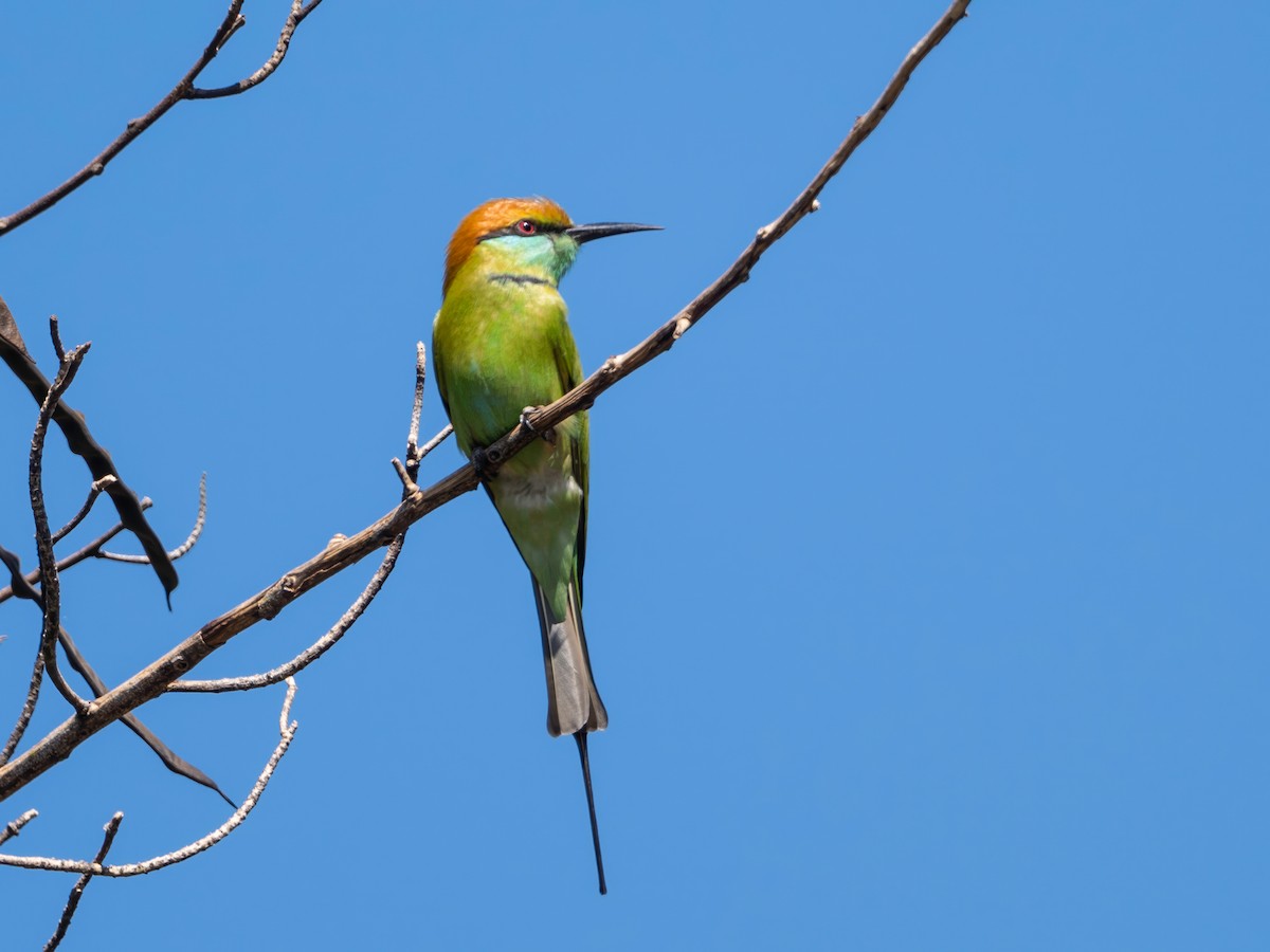 vlha indická - ML646180836