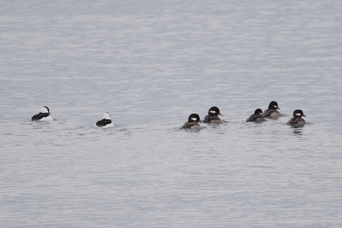 Bufflehead - ML646180837