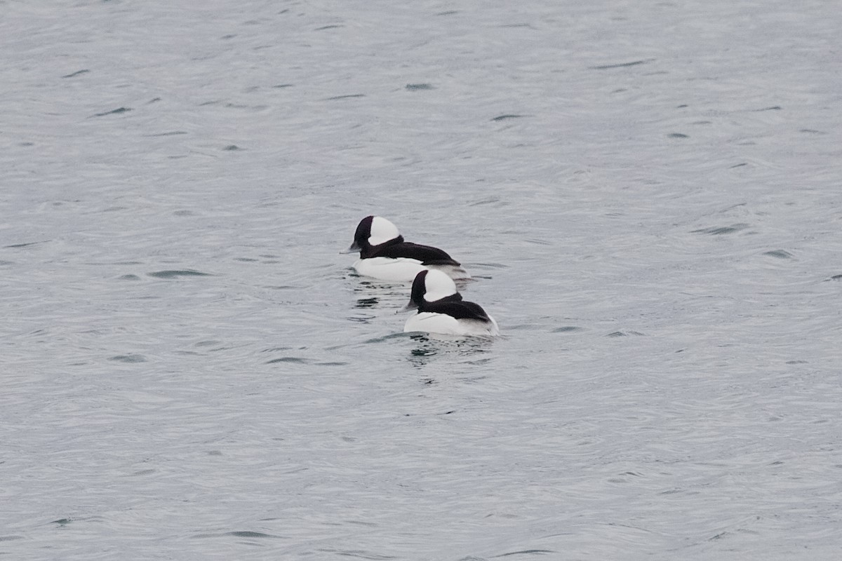 Bufflehead - ML646180838