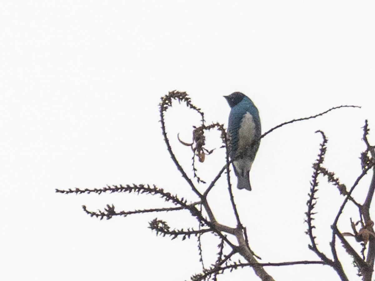 Swallow Tanager - ML646180844