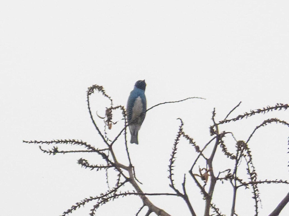 Swallow Tanager - ML646180845