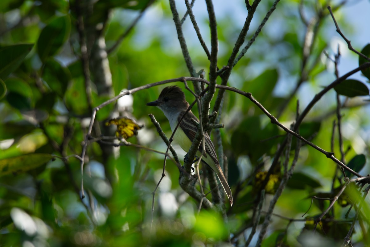 Brown-crested Flycatcher - ML646180849