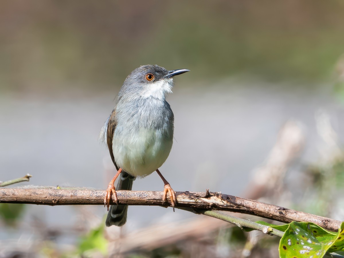 Gray-breasted Prinia - ML646180852