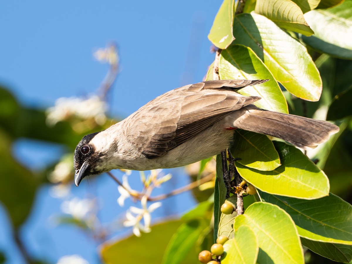 Sooty-headed Bulbul - ML646180867
