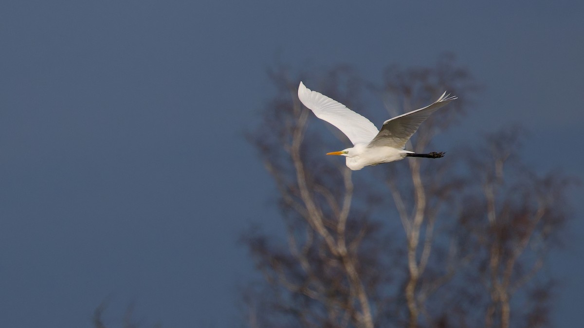 Airone bianco maggiore - ML646180868