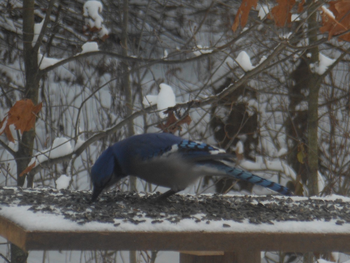 Blue Jay - ML646180874
