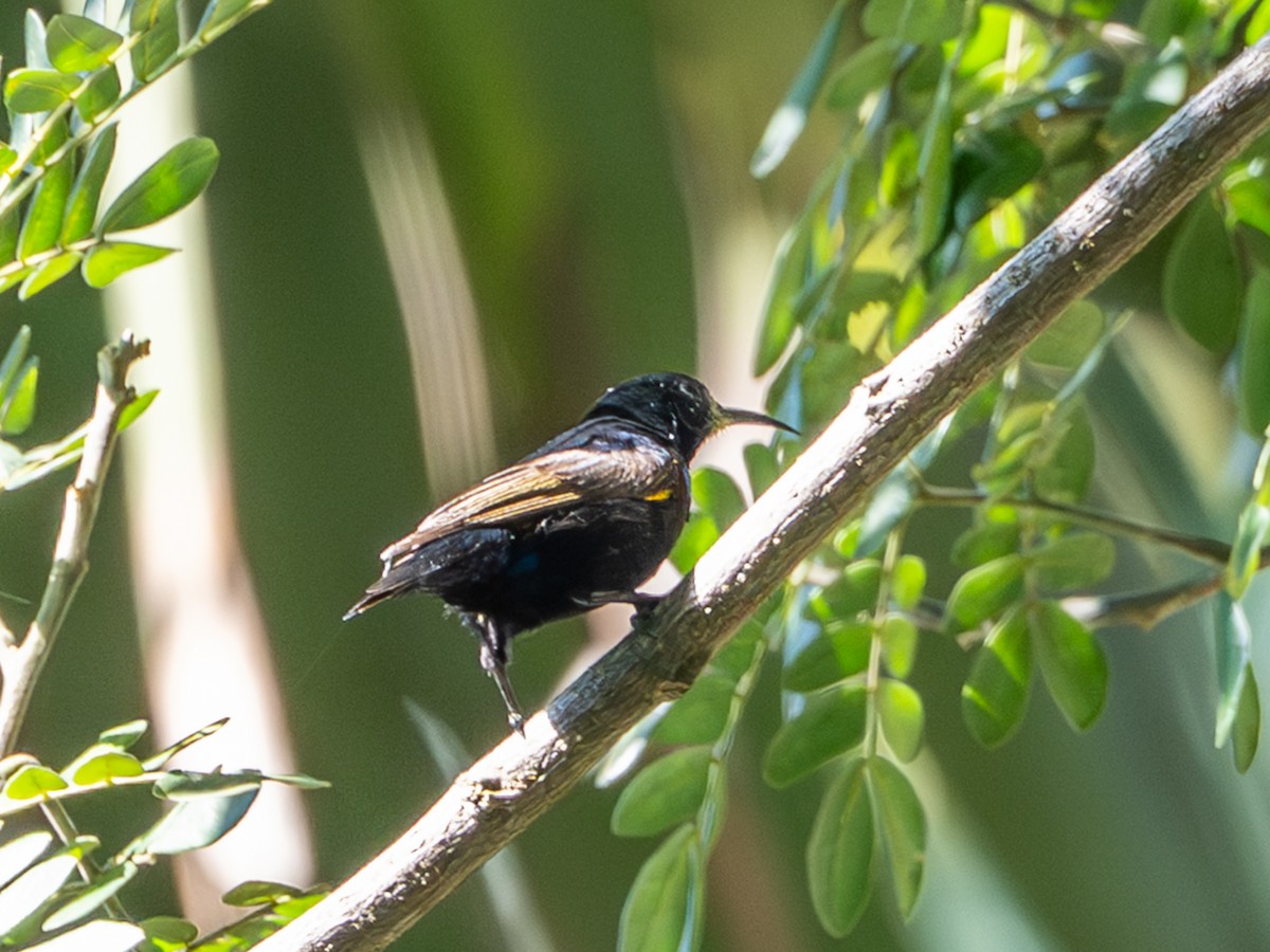 strdimil fialový - ML646180878