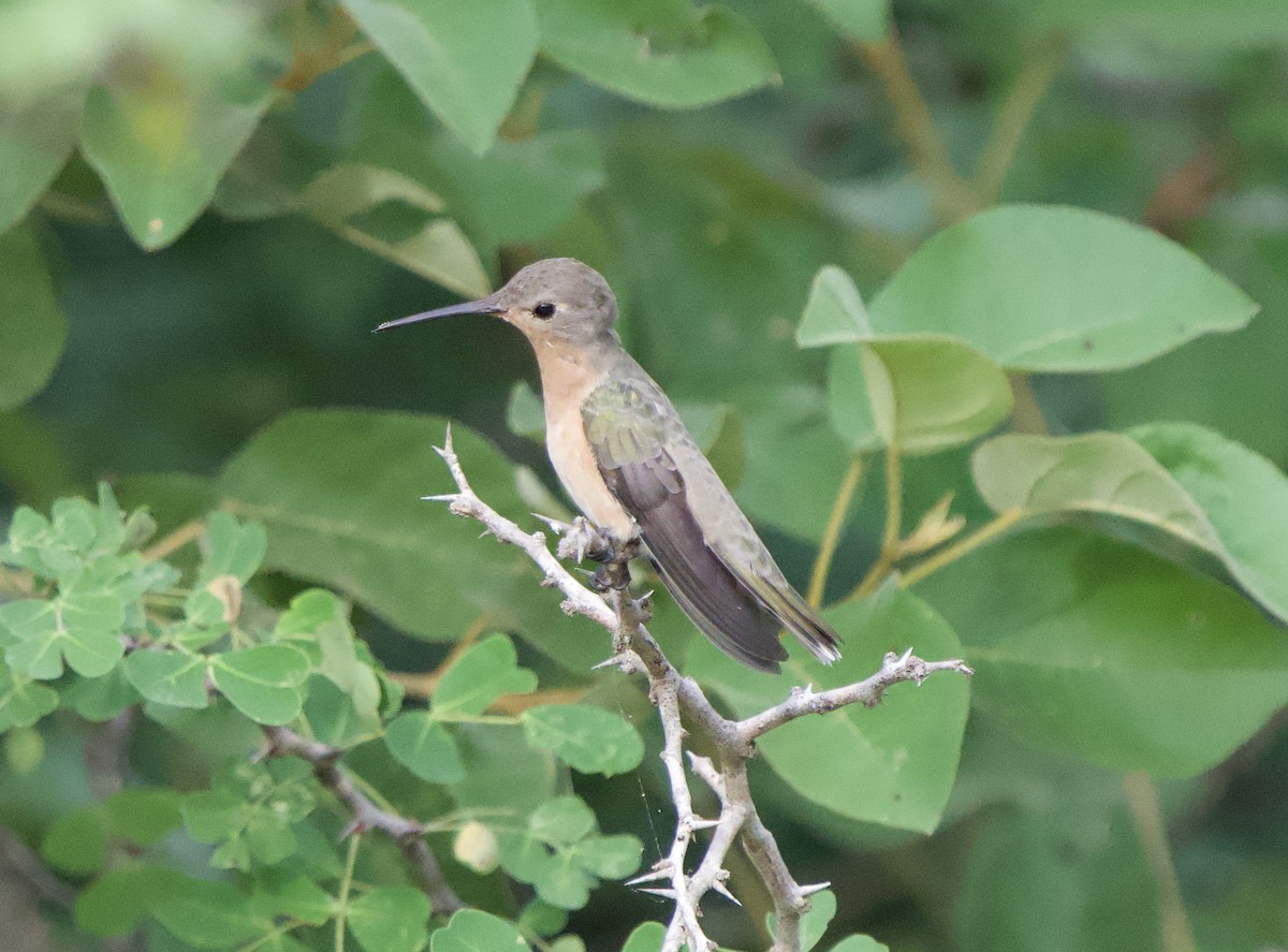 Buffy Hummingbird - ML646180881