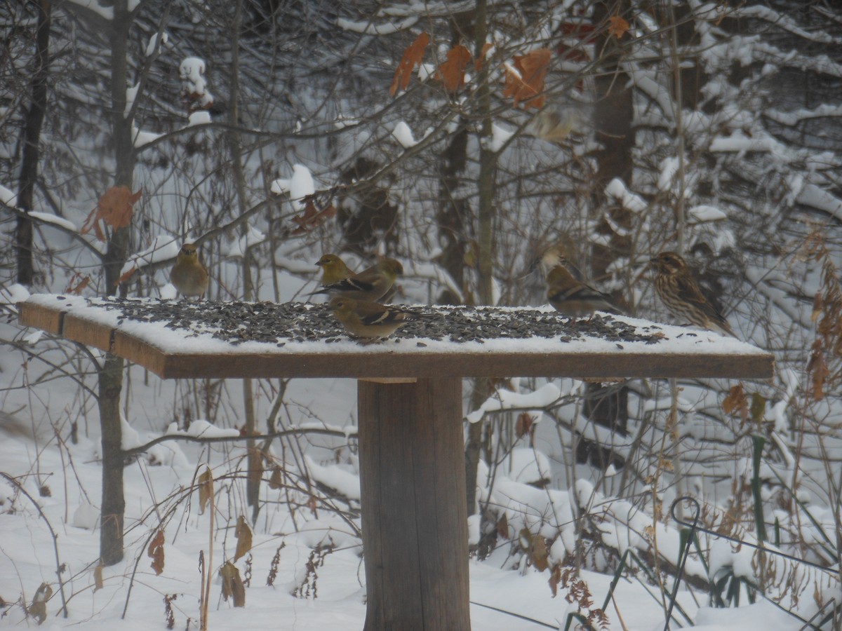 Purple Finch - ML646180882