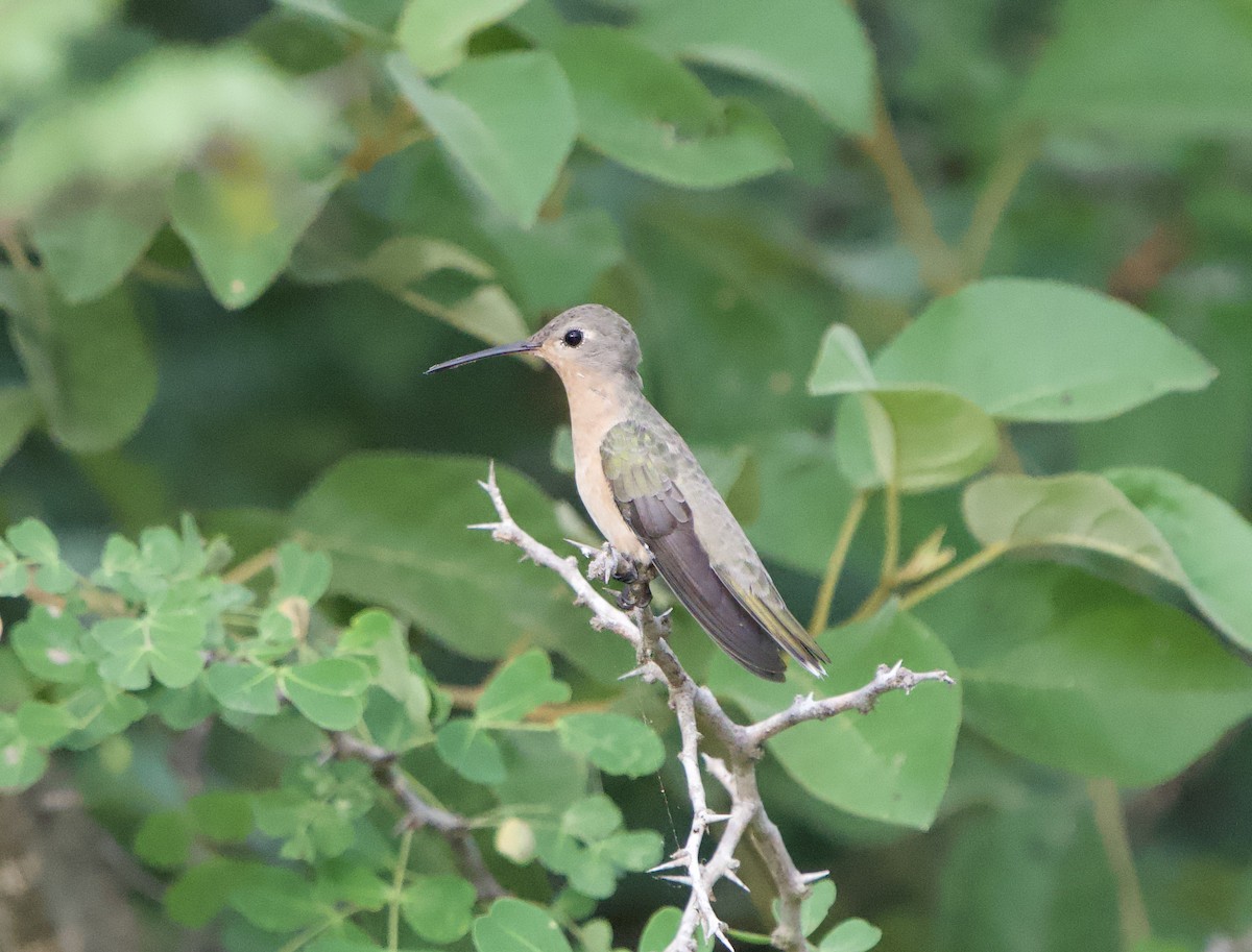 Buffy Hummingbird - ML646180883