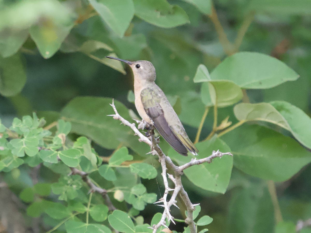 Buffy Hummingbird - ML646180884