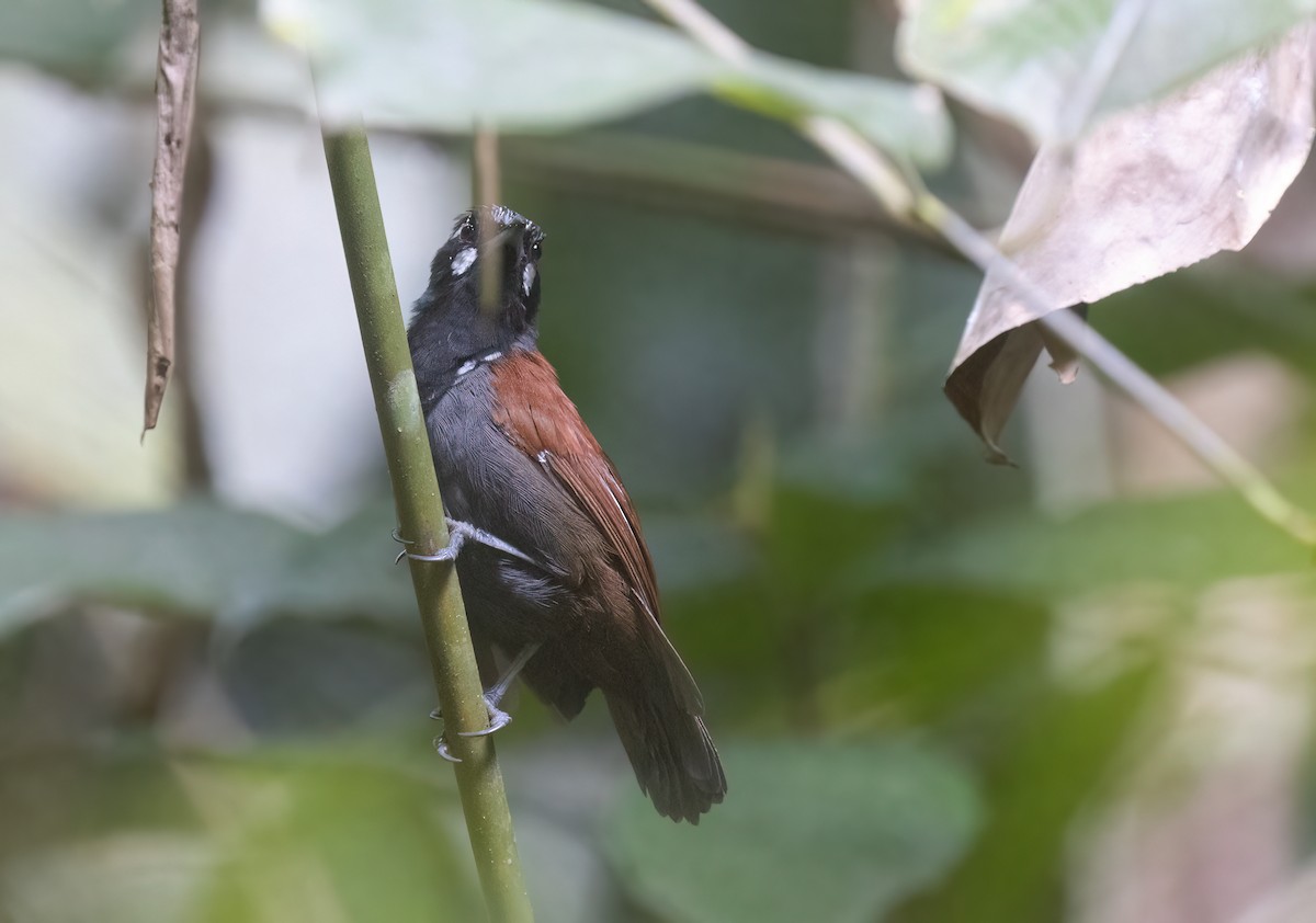 Black-throated Babbler - ML646180886