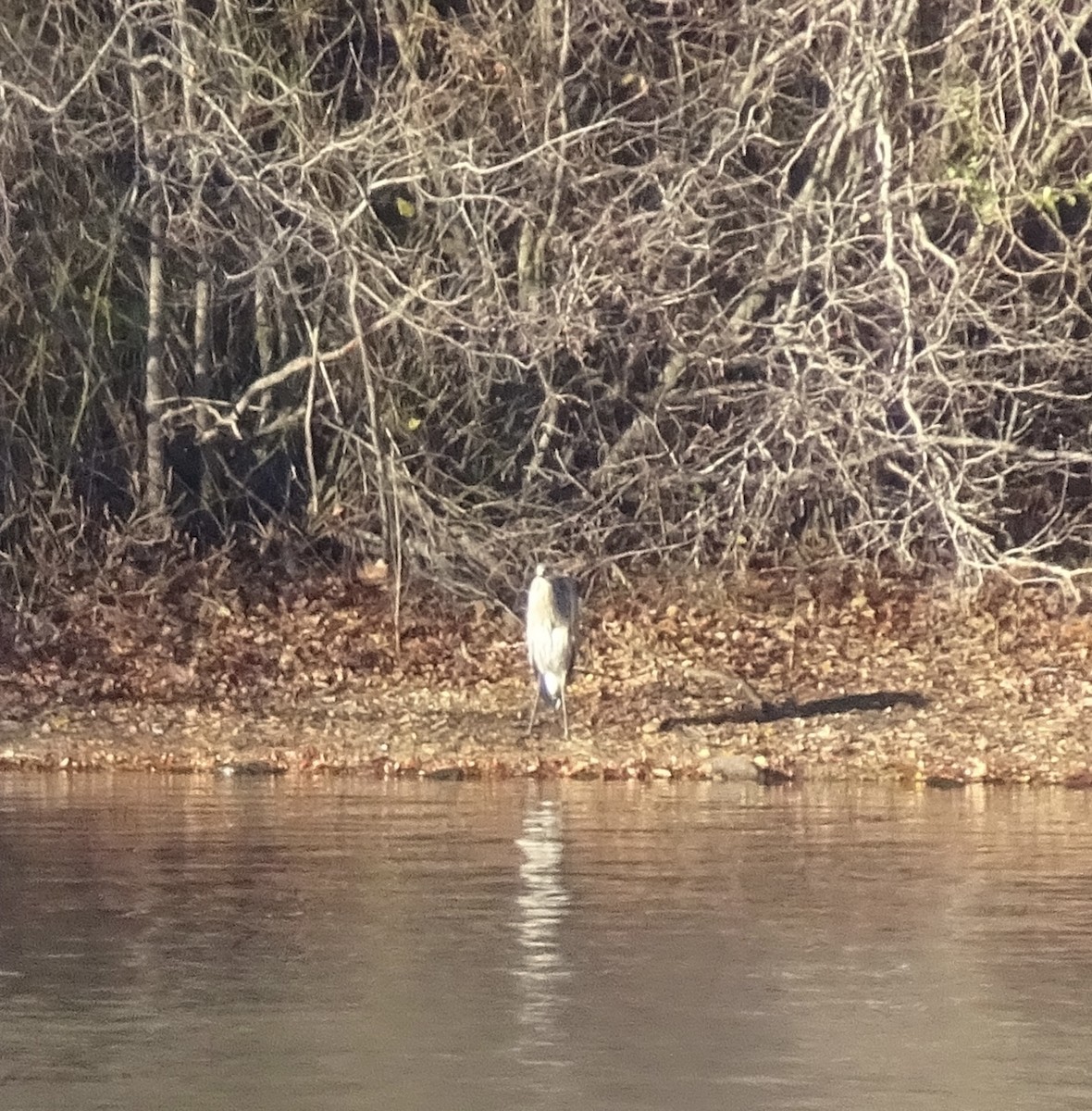Great Blue Heron - ML646180889