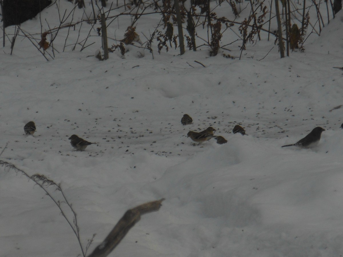 Dark-eyed Junco - ML646180893