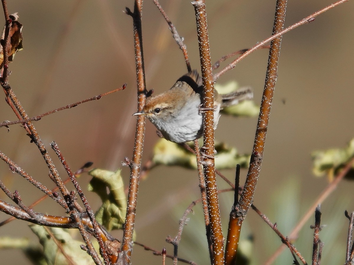 Bouscarle à couronne brune - ML646180894