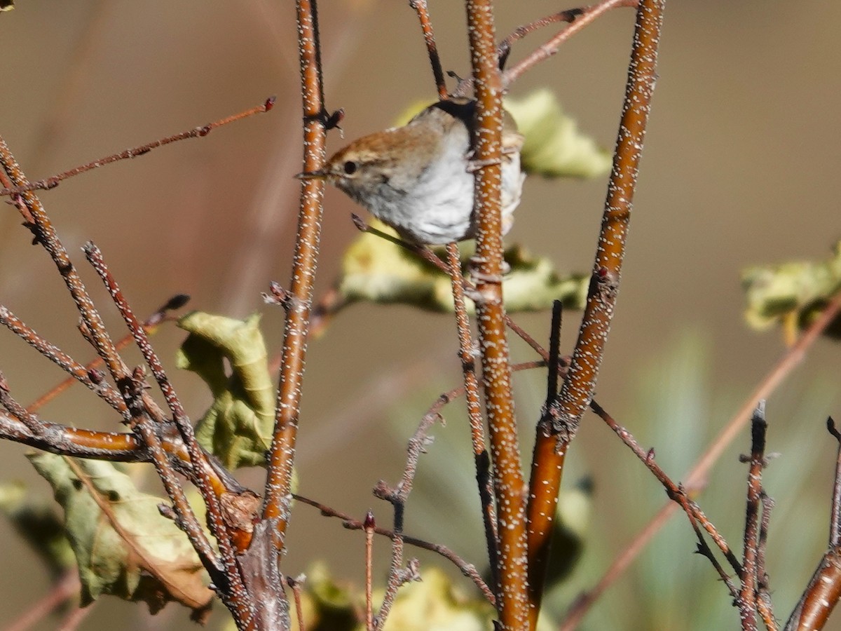 Bouscarle à couronne brune - ML646180895