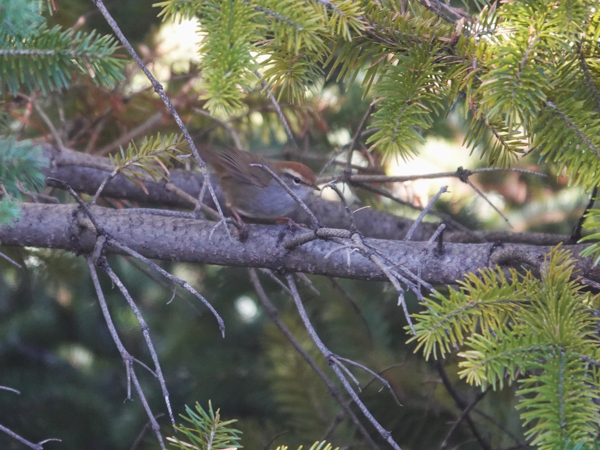 Bouscarle à couronne brune - ML646180896