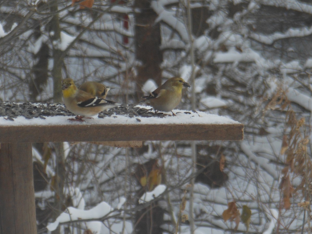 American Goldfinch - ML646180897