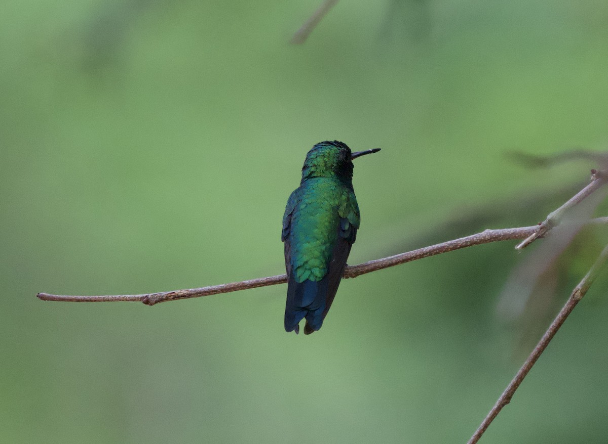 Красноклювый изумруд - ML646180898