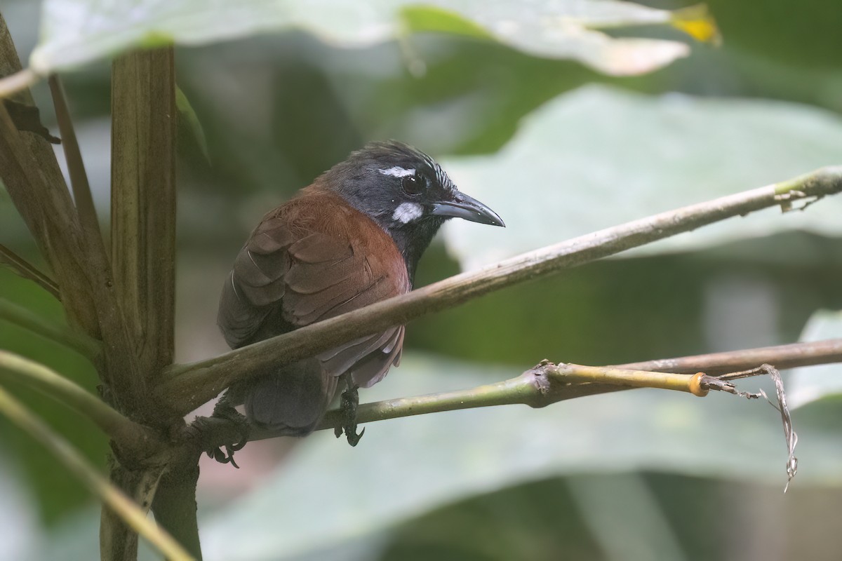 Black-throated Babbler - ML646180899